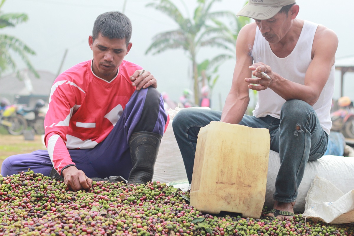 Petani Kopi CIsadon